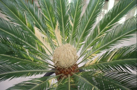 100년에 한번 핀다는 소철꽃 보러 남종현 센터로 오세요!!