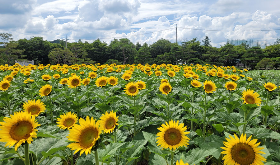 해바라기정원